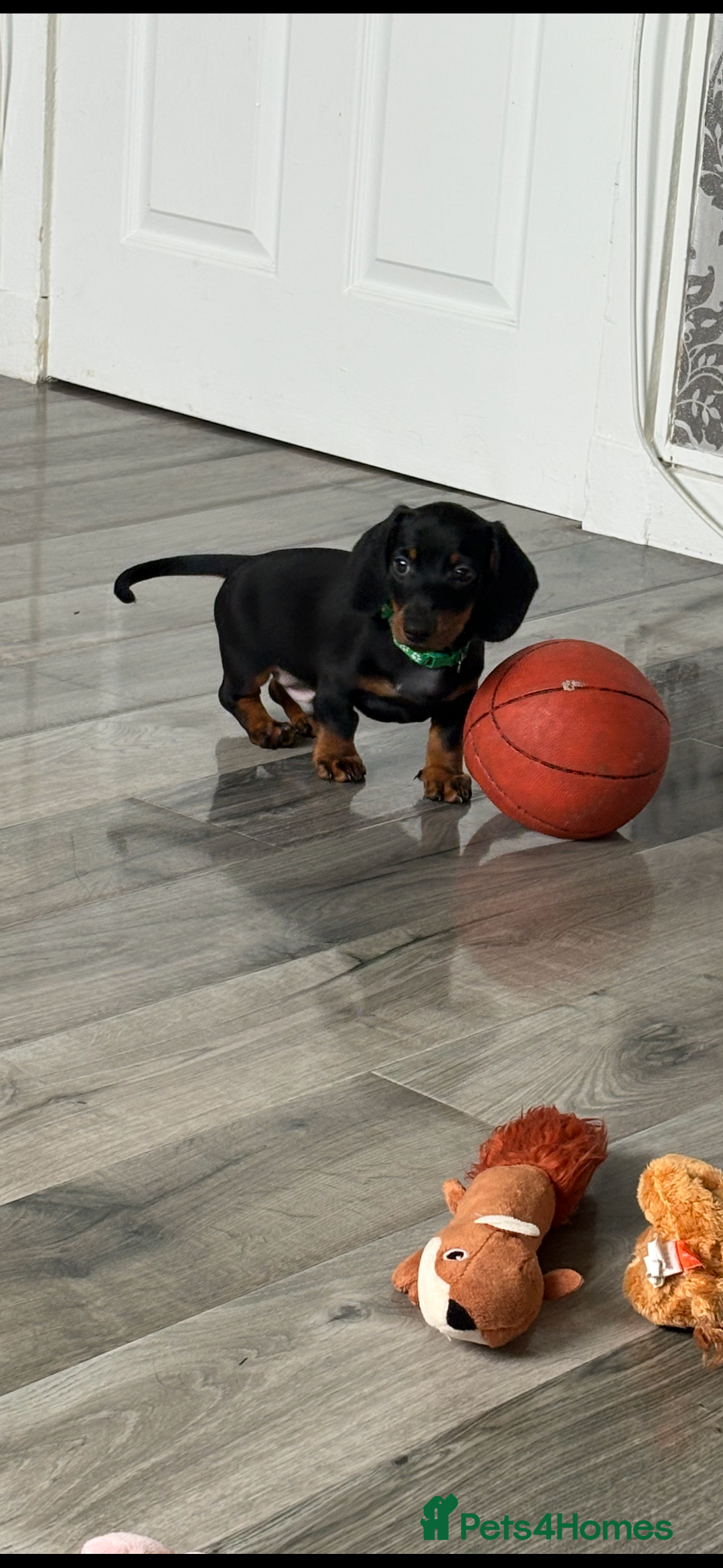 Dachshund dogs for sale: Dachshund boy  - Image 1