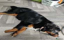 Bernese Mountain Dog dogs for sale: 7 month old Bernese Mountain Dog - Image 1