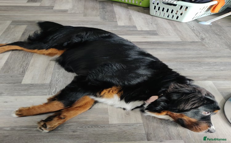 Bernese Mountain Dog dogs - Advert 1