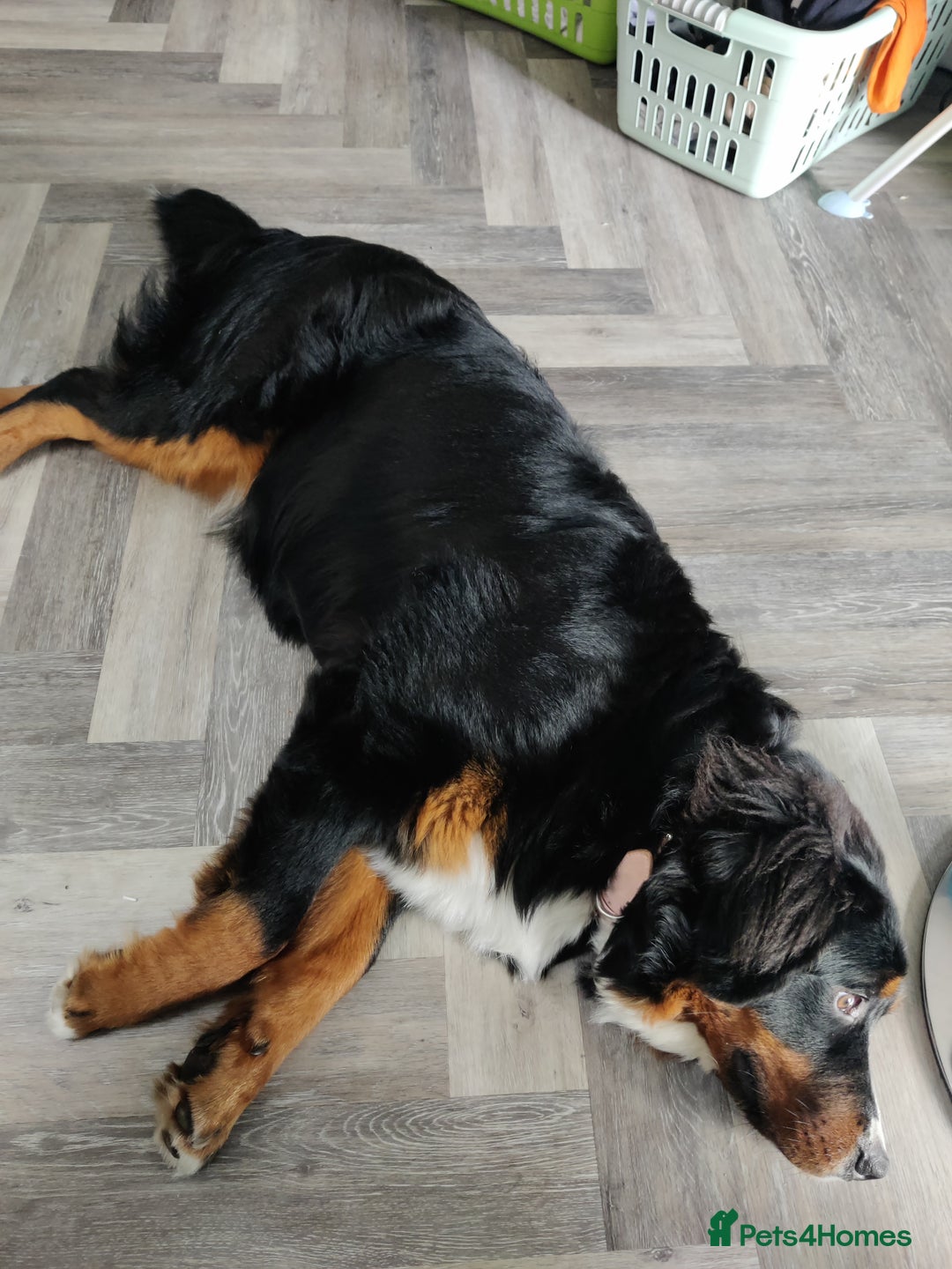 Bernese Mountain Dog dogs for sale: 7 month old Bernese Mountain Dog - Image 1