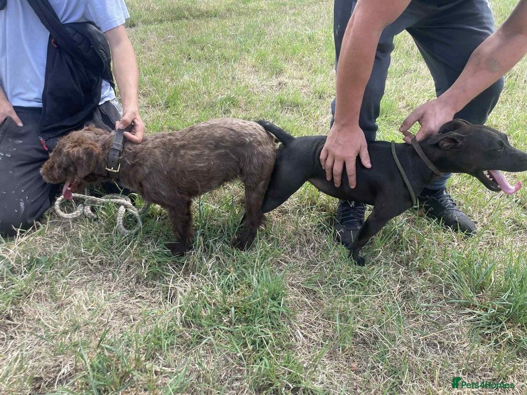 Patterdale Terrier dogs for sale: Patterdale puppies good bloodlines - Image 8