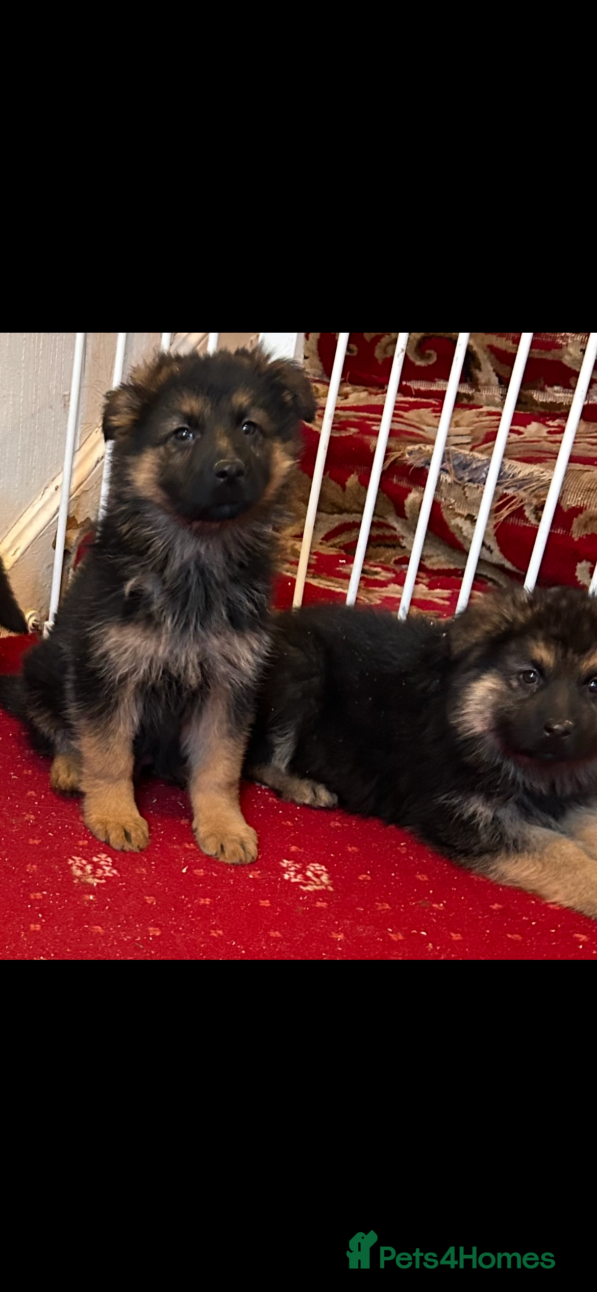 German Shepherd dogs German Shepherd puppies  - Advert 1