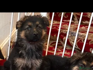 German Shepherd dogs German Shepherd puppies - Advert 1