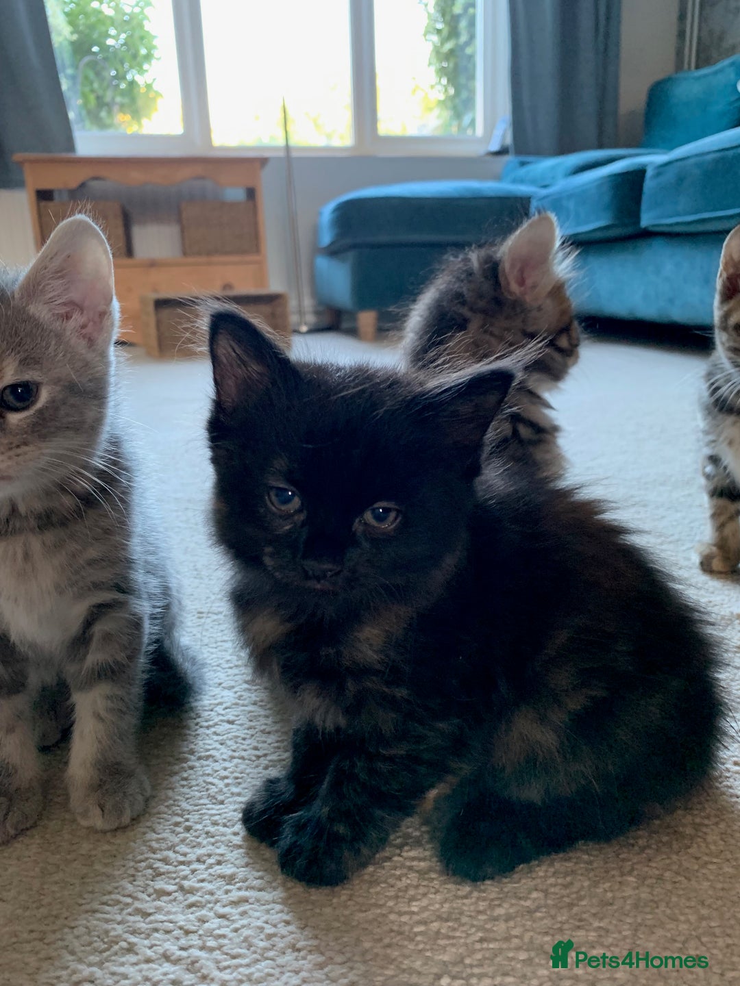 Mixed Breed cats for sale: Kittens for Sale - Image 8