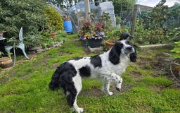English Springer Spaniel dogs for sale: English working Springer Spaniel puppies for sale  - Image 29