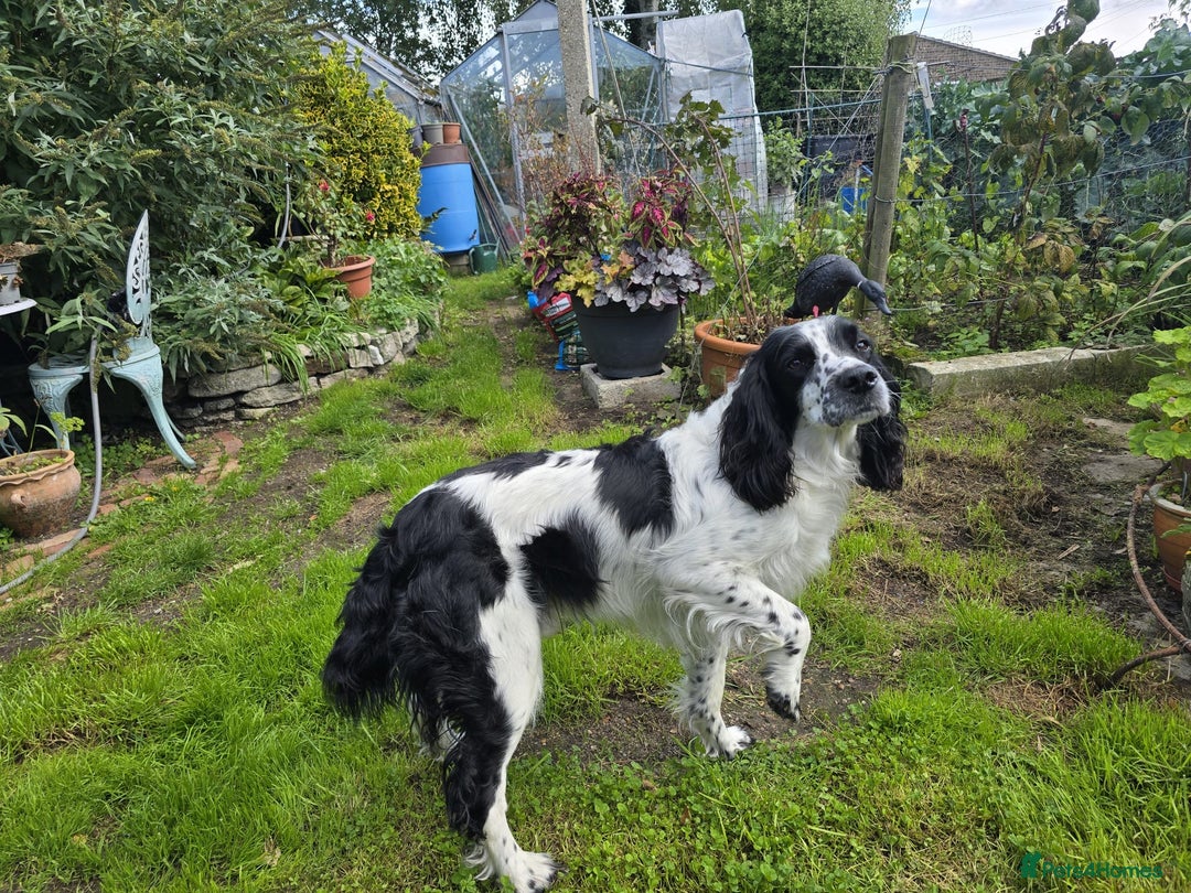 English Springer Spaniel dogs for sale: English working Springer Spaniel puppies for sale  - Image 29