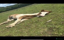 Irish Cob horses for sale: Chunky Chesney - Skewbald Colt  - Image 4