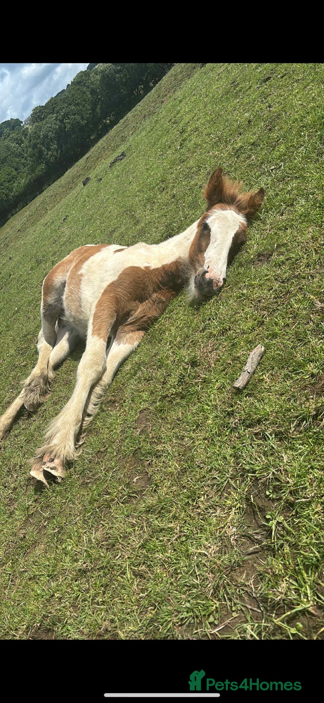 Irish Cob horses for sale: Chunky Chesney - Skewbald Colt  - Image 4