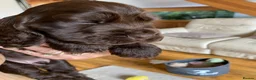 Cocker Spaniel dogs for sale: KC Show Type Cocker Spaniels - Advert 17