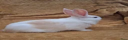 Mixed Breed rabbits for sale: 2 male rabbits looking for a forever loving home in Norwich - Advert 2