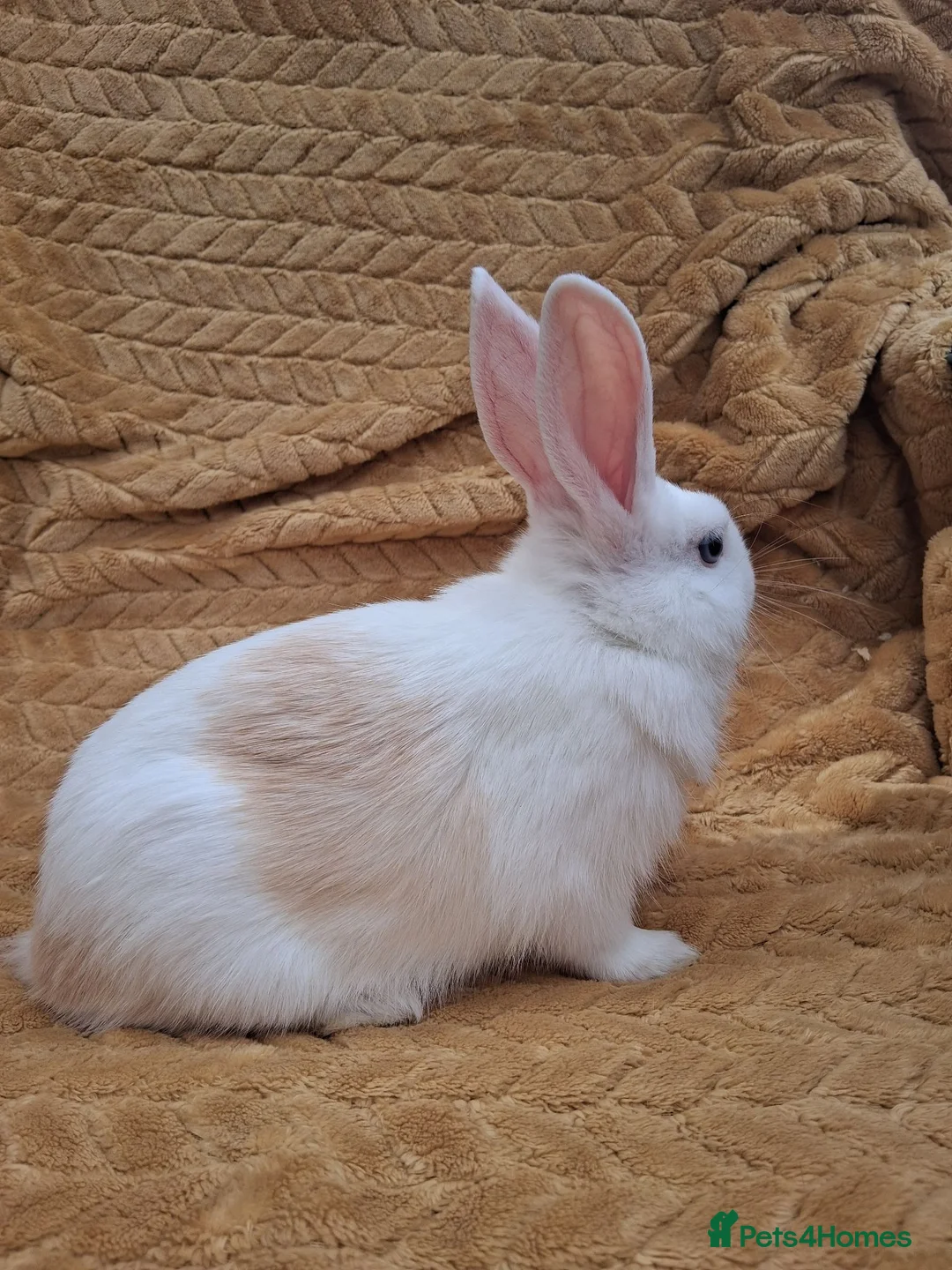 Mixed Breed rabbits for sale: 2 male rabbits looking for a forever loving home in Norwich - Advert 2