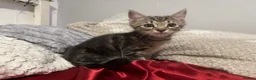 Mixed Breed cats for sale: Beautiful Male Kittens 🥰 in Dartford - Advert 10