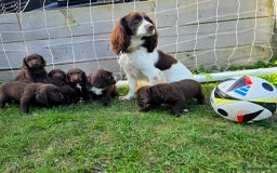Cocker Spaniel dogs for sale: WORKING dna clear cocker spaniels  - Image 8