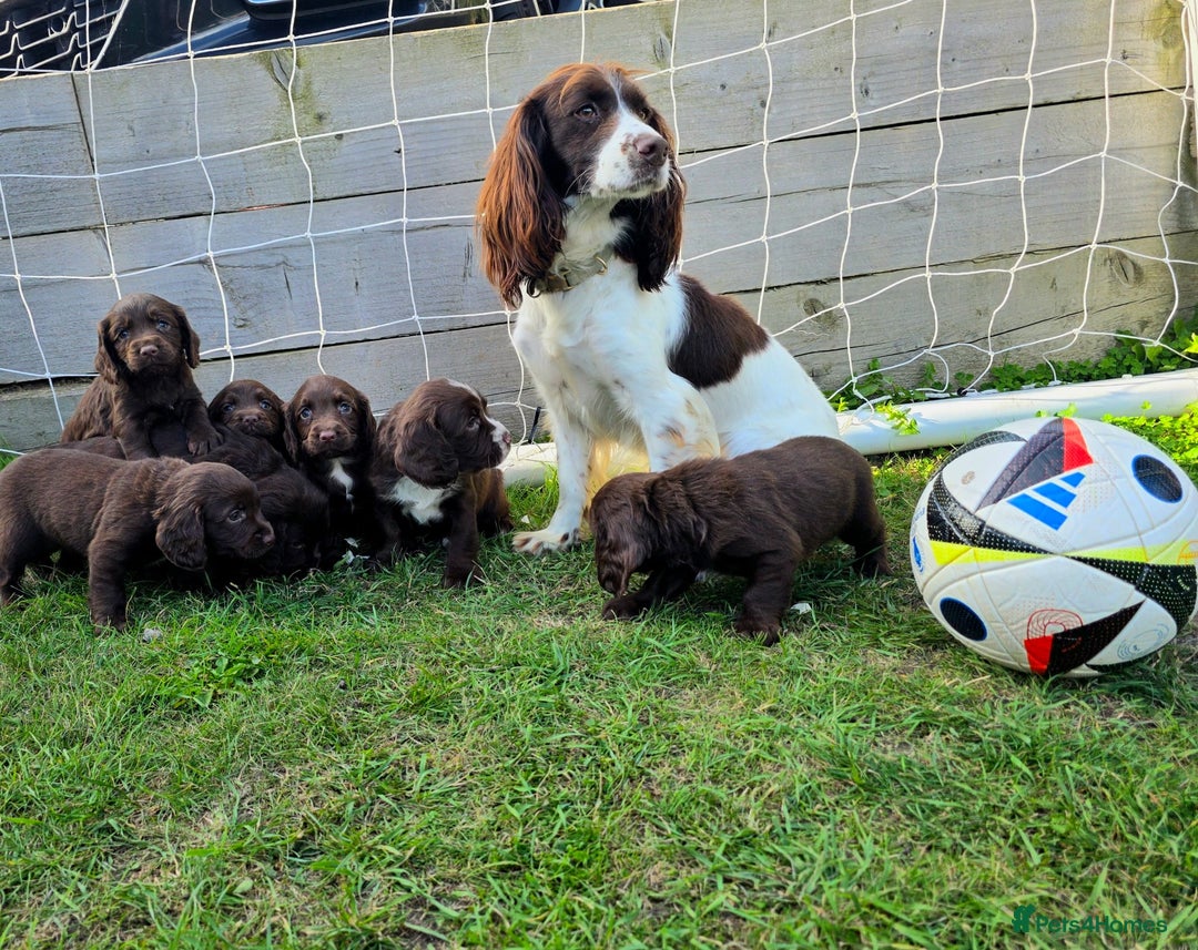 Cocker Spaniel dogs for sale: WORKING dna clear cocker spaniels  - Image 8