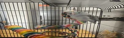 Parakeets birds for sale: 2 x parrotlets - Advert 3