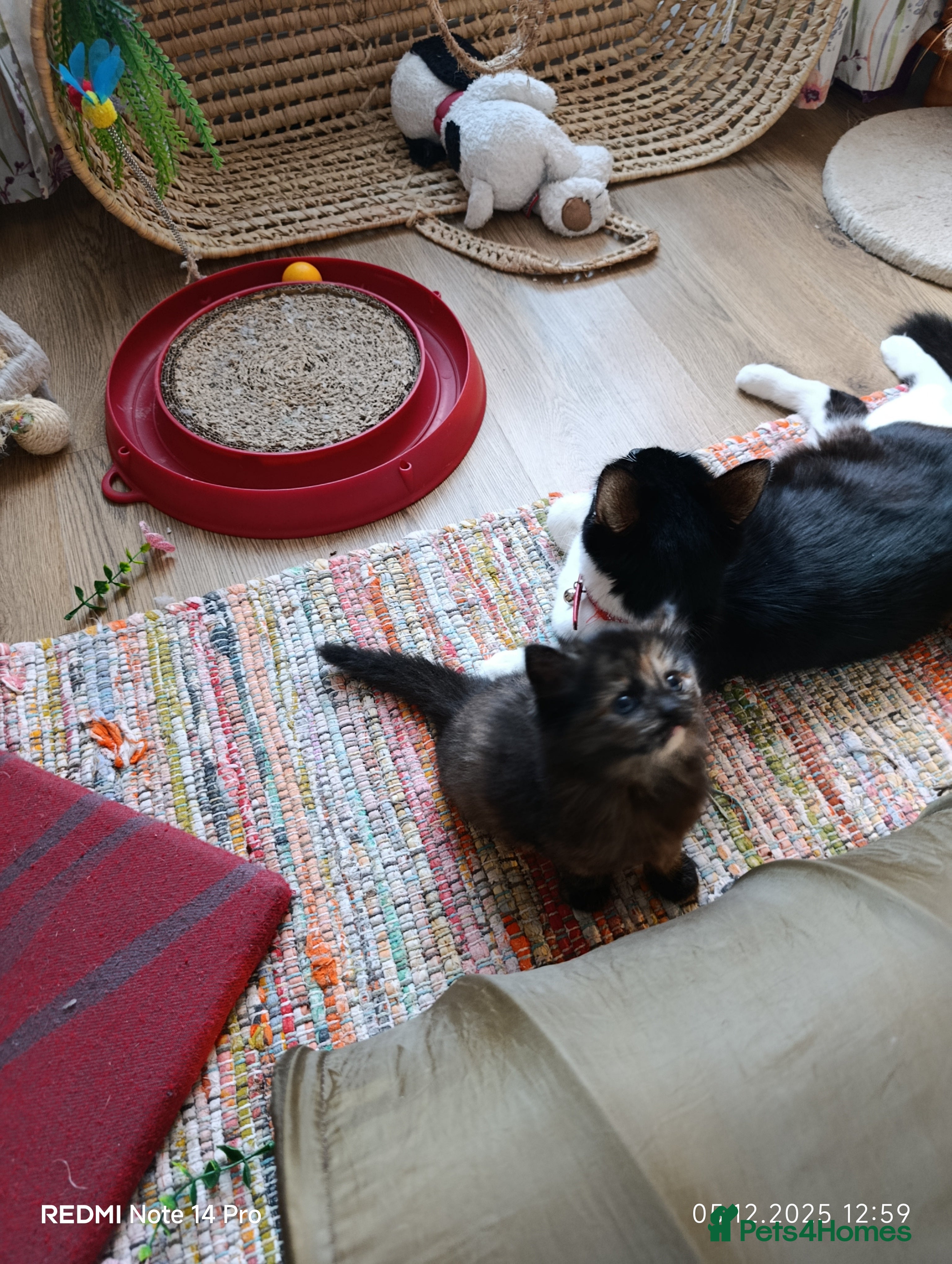 Mixed Breed cats 3 girls and a boy. - Advert 10