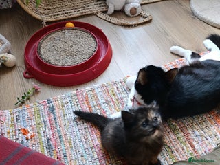 Mixed Breed cats 3 girls and a boy. - Advert 2