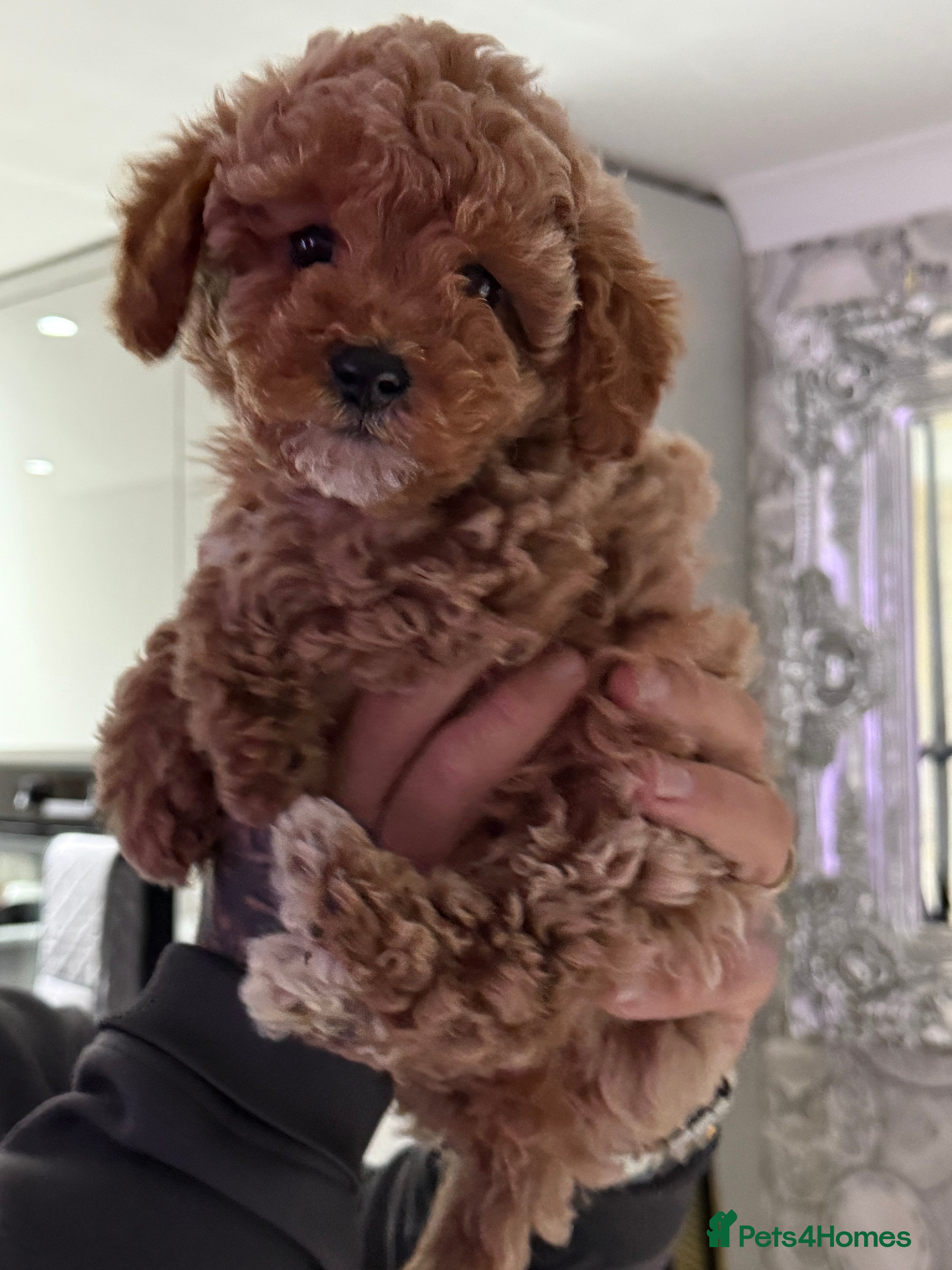 Cavapoo dogs 1 female puppy left yellow collar  - Advert 5