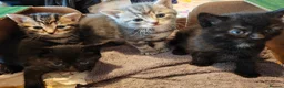 Mixed Breed cats for sale: Beautiful litter of kittens - Advert 6