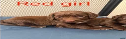 Sprocker dogs for sale: 6 beautiful F1 sprocker spaniels puppys in Wokingham - Advert 7