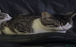 British Shorthair cats for sale: 2 male kittens for sale - Image 3