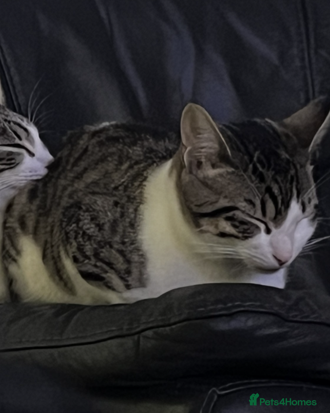 British Shorthair cats for sale: 2 male kittens for sale - Image 3