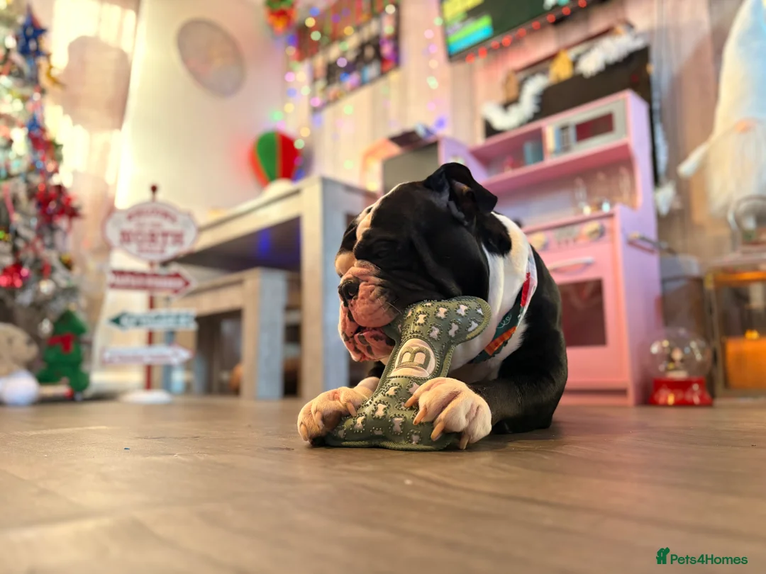 Olde English Bulldogge dogs for sale: Mr Beefy - Advert 2