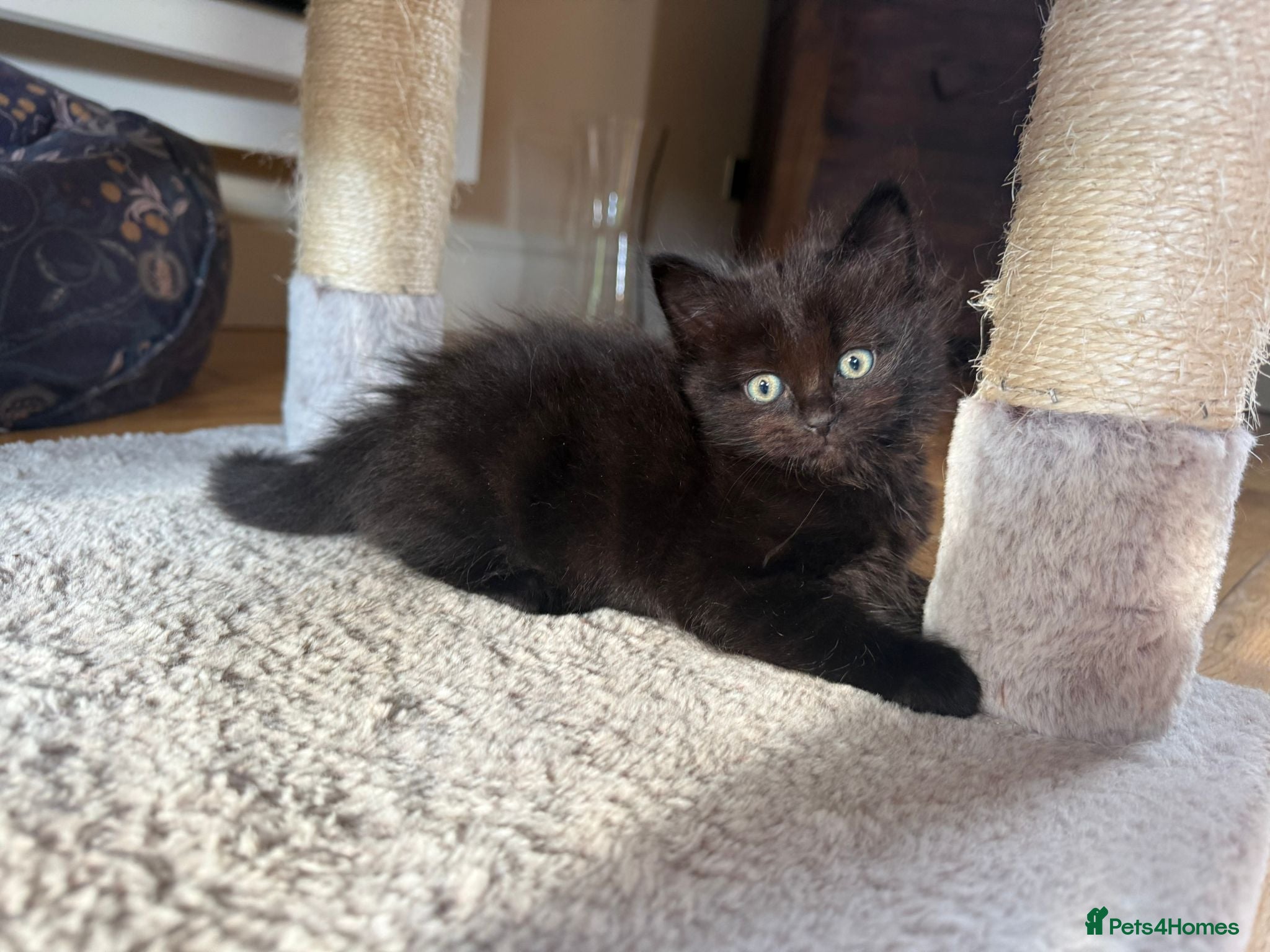 Mixed Breed cats Ragdoll Cross Black Long Haired Kitten  - Advert 1