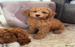 Toy Poodle dogs for sale: 🐶 Toy Poodle Puppy Girl–Ready for the home! - Image 16
