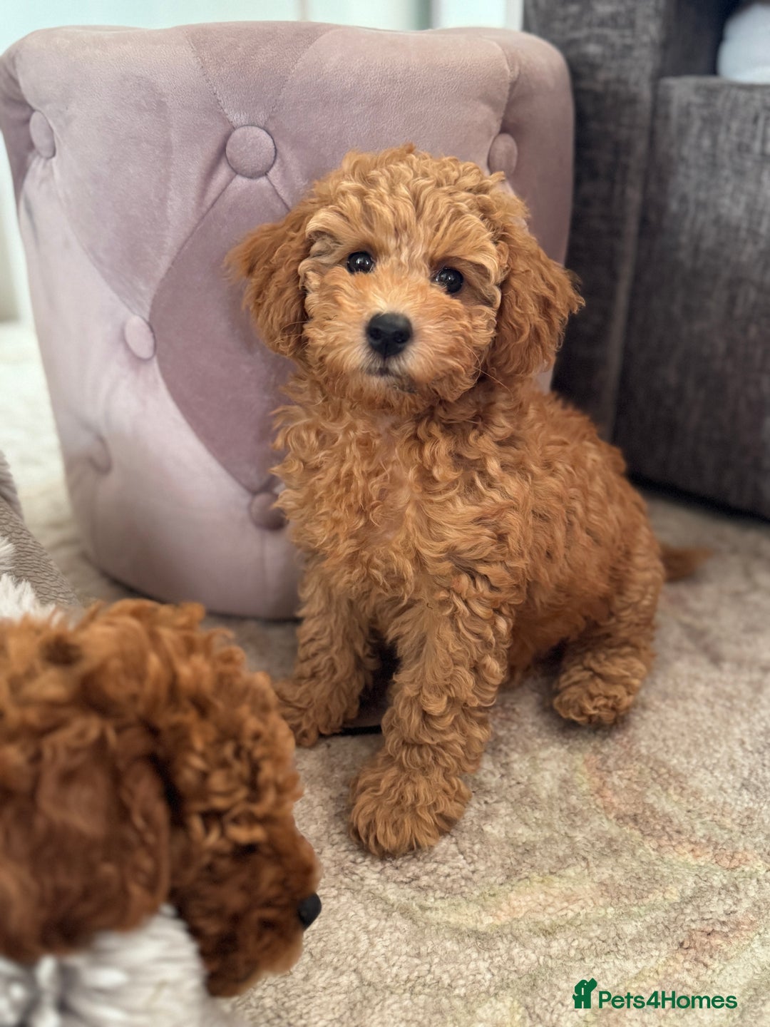 Toy Poodle dogs for sale: 🐶 Toy Poodle Puppy Girl–Ready for the home! - Image 16