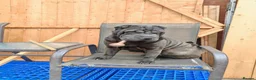 Shar Pei dogs for sale: Sharpei female - 3 years old - Advert 5