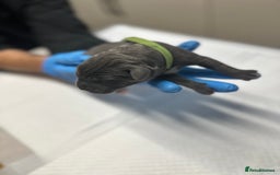 Cane Corso dogs for sale: Lupo D’Italia Kennels - Image 16