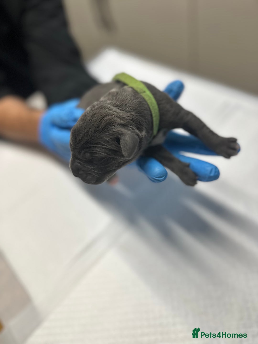 Cane Corso dogs for sale: Lupo D’Italia Kennels - Image 16