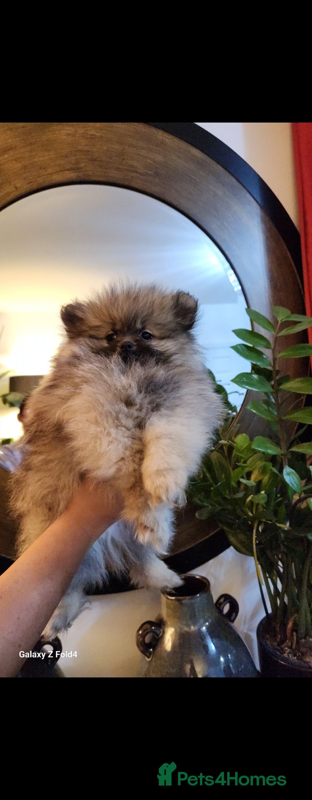 Pomeranian dogs for sale: Tiny Fluff-Balls looking for Forever Homes - Advert 5