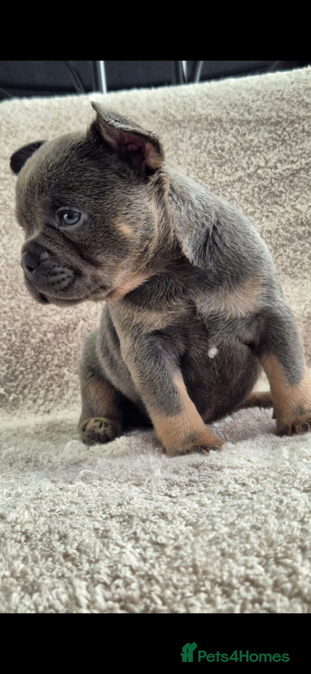 French Bulldog dogs for sale: 🔥🔥FRENCH BULLDOG PUPPIES🔥🔥 - Advert 6