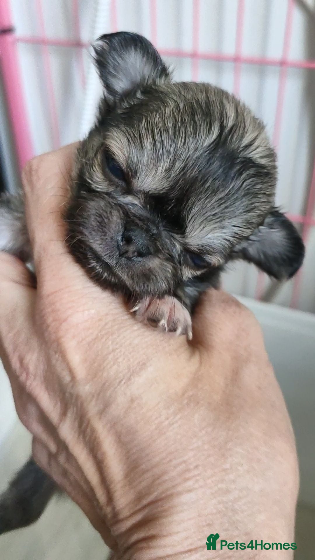 Chihuahua dogs for sale: Stunning long coat chihuahua puppies  - Advert 1