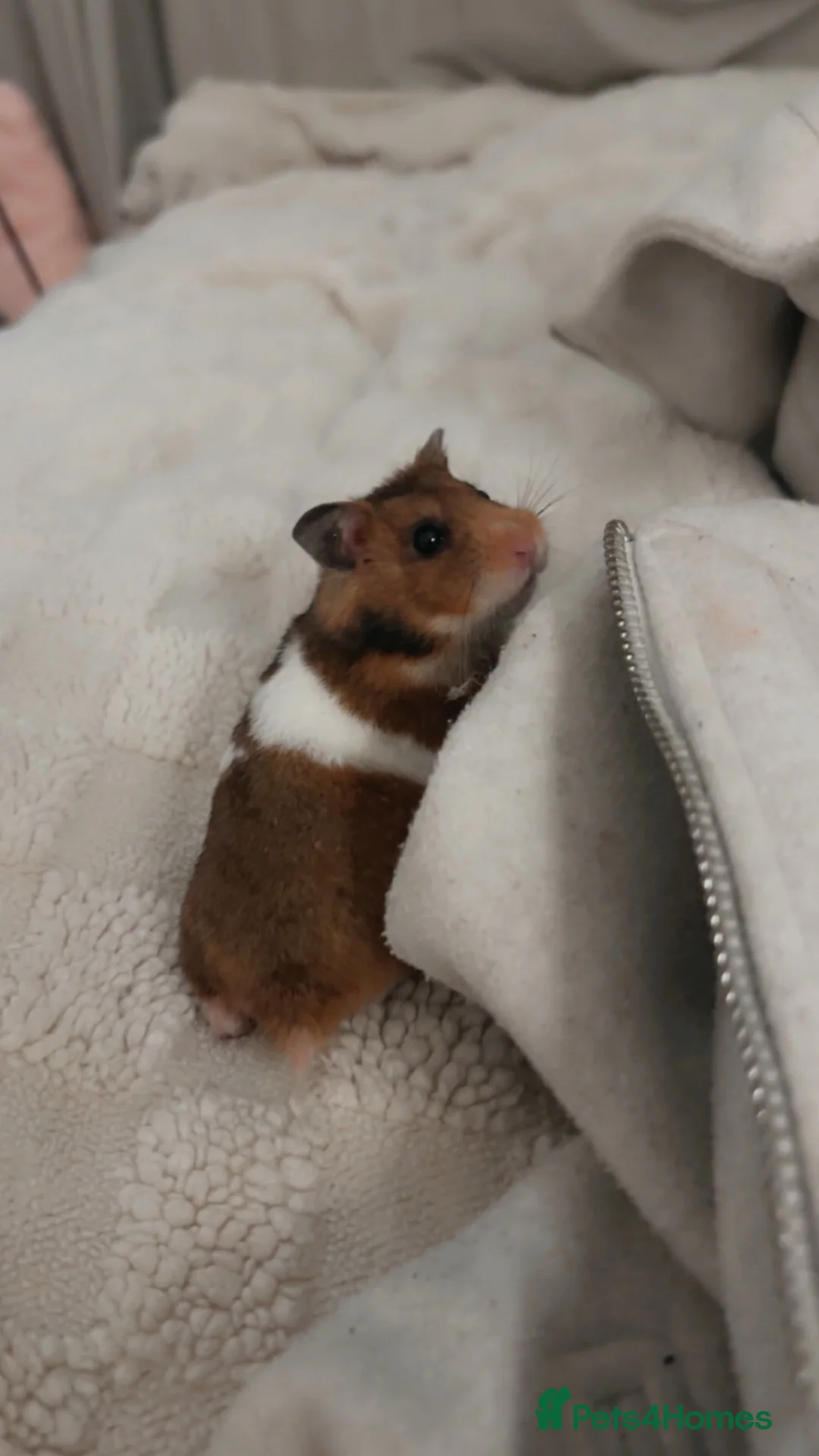 Hamster rodents for sale: hamster boy - Advert 1