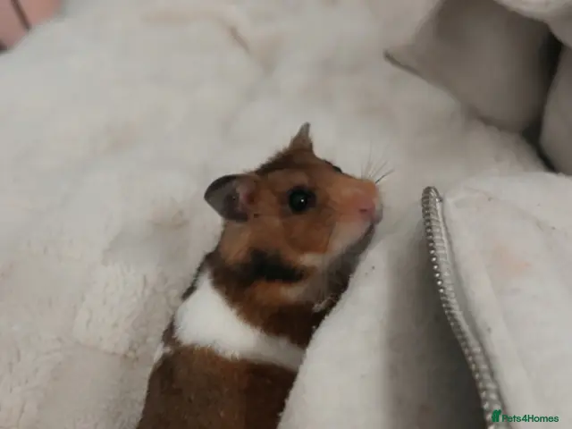 Hamster rodents for sale: beautiful hamster boy - Advert 1