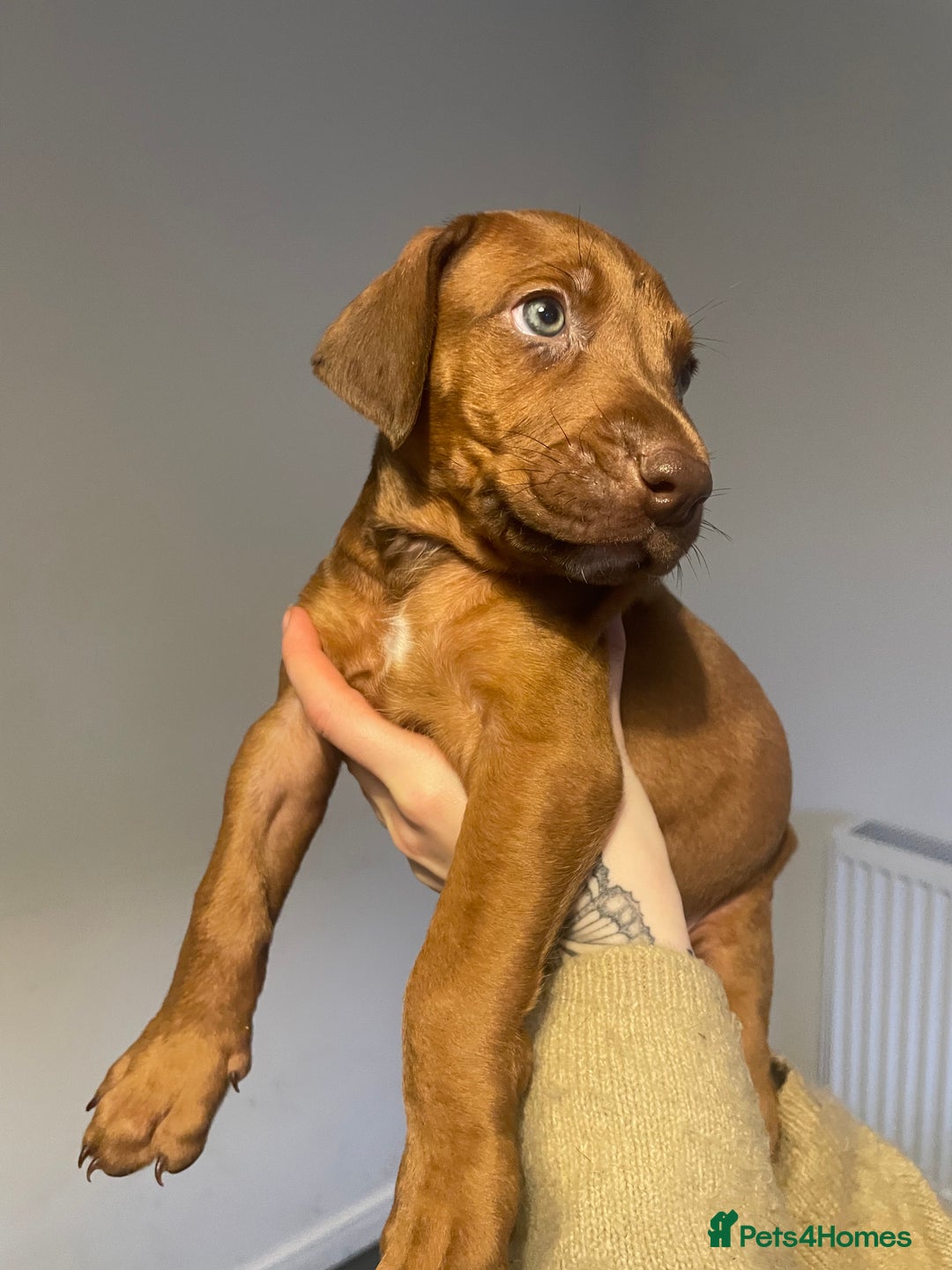 Mixed Breed dogs for sale: Doberman pups  - Advert 13