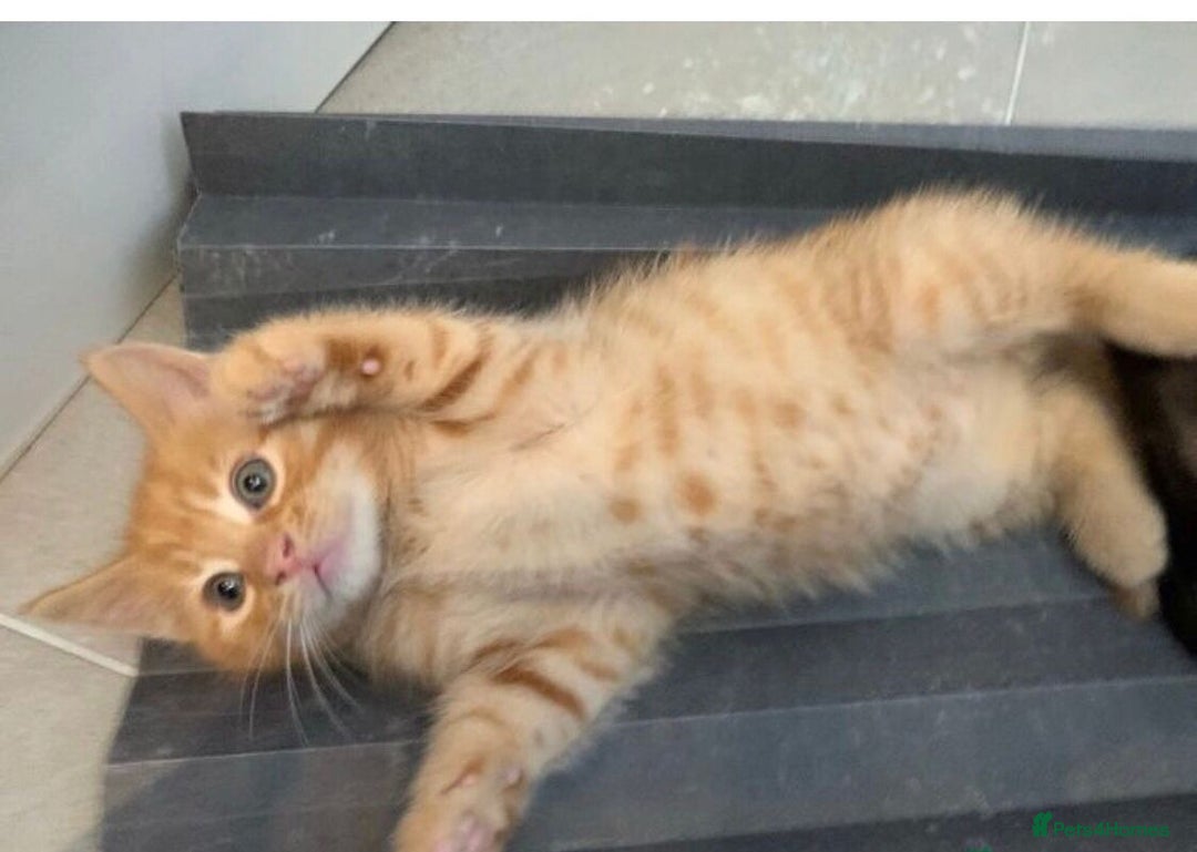 Mixed Breed cats for sale: GORGEOUS GINGER BENGAL X KITTENS 8 WEEKS  - Image 2