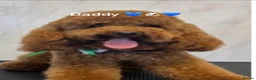 Cavapoochon dogs for sale: DNA Tested Hypoallergenic Cavapoochon F1BB Babies  - Advert 3