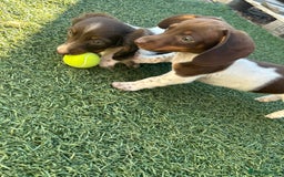 Dachshund dogs for sale: 2 dachshunds remaining  - Image 1