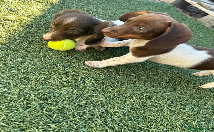 Dachshund dogs - Advert 9
