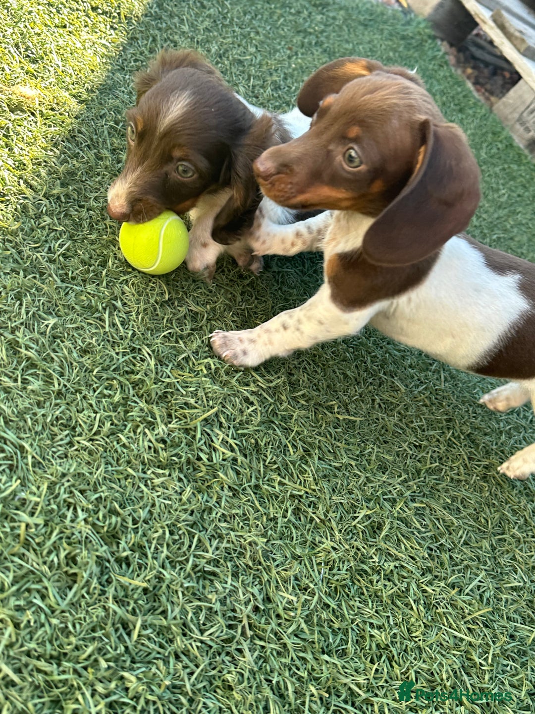 Dachshund dogs for sale: 2 dachshunds remaining  - Image 1