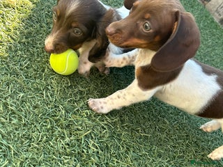 Dachshund dogs - Advert 23