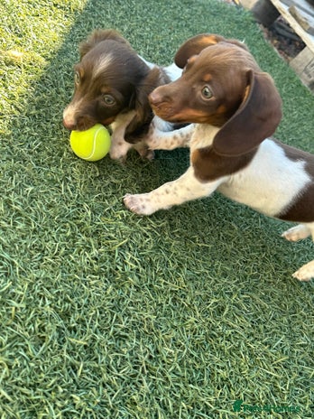 Dachshund dogs - Advert 7
