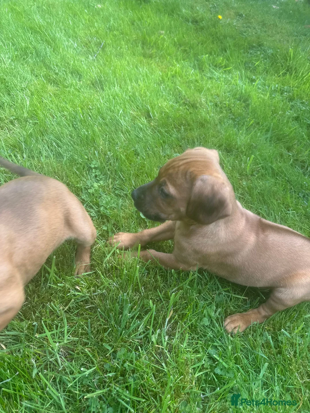 Mixed Breed dogs for sale: Cockalier cross rhodesian ridgeback  - Advert 4
