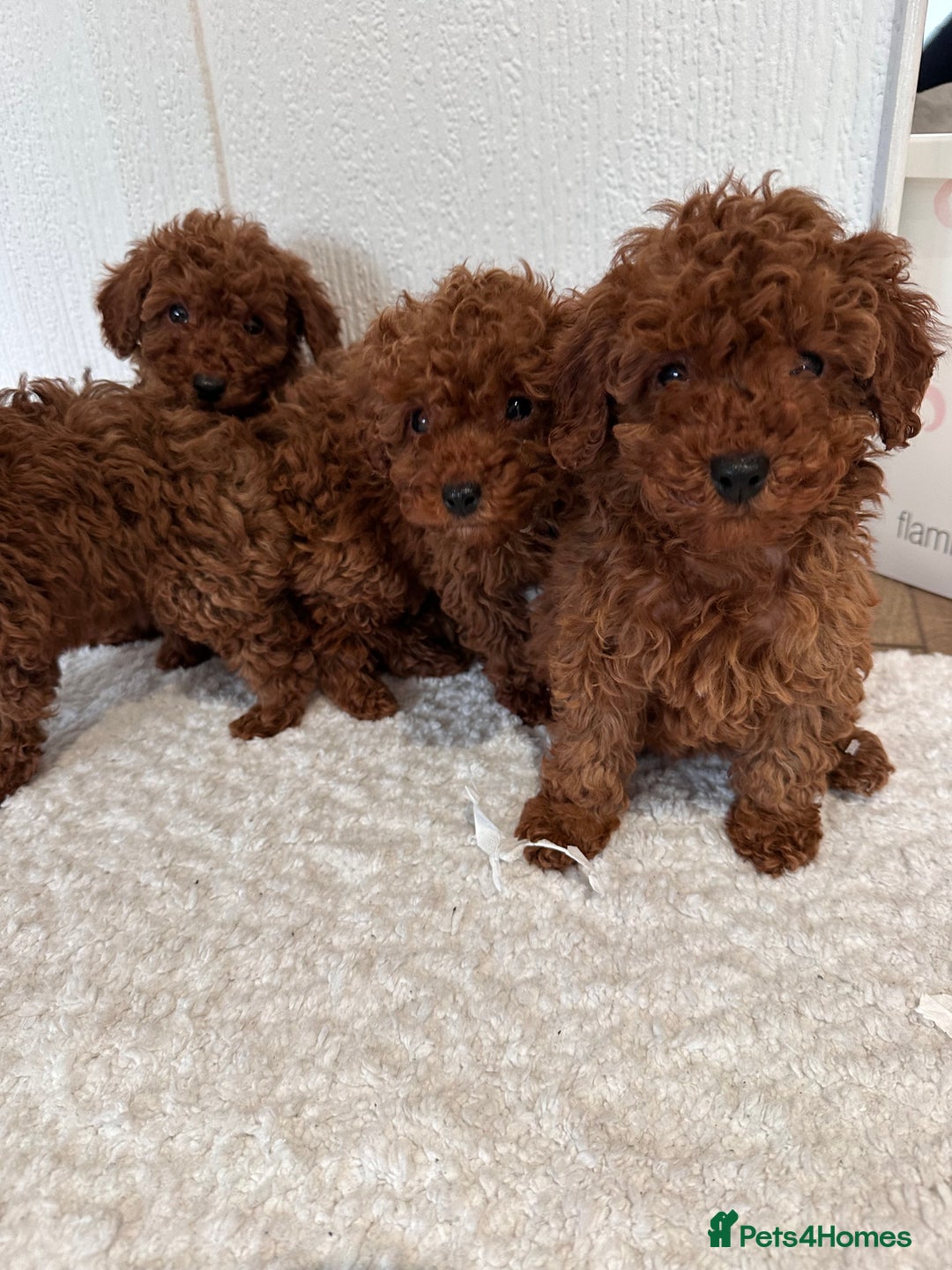 Maltipoo dogs for sale: Red coated maltipoos puppies for sale ♥️🐾 - Advert 12