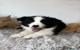 Border Collie dogs for sale: Champion line pups from health tested parents   - Image 7