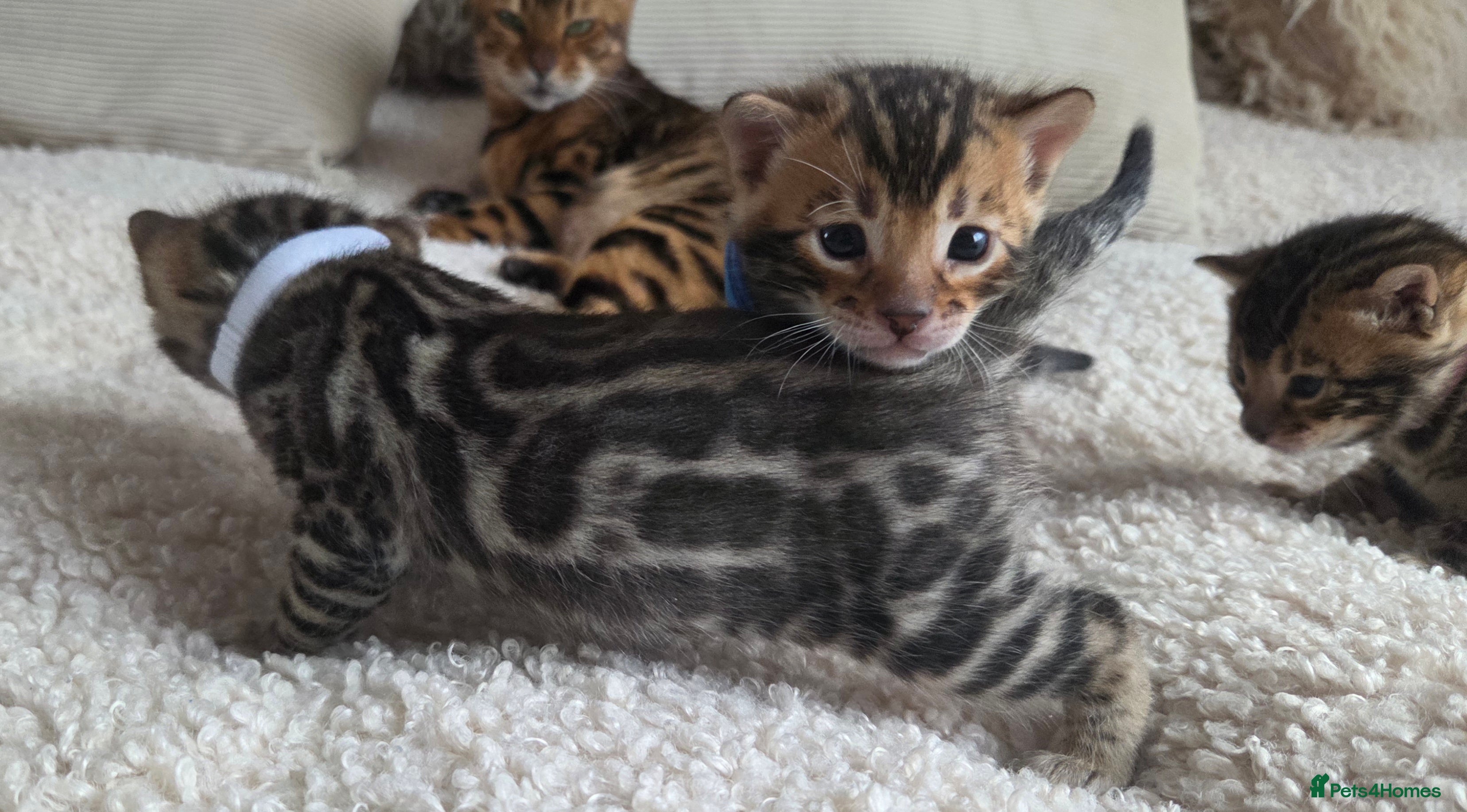 Bengal cats Georges Tica registered Bengal kittens  - Advert 3